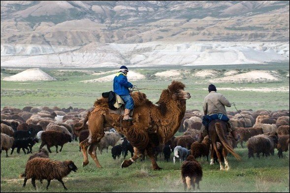 "Алтын Асык" - поддержка овцеводства в Казахстане