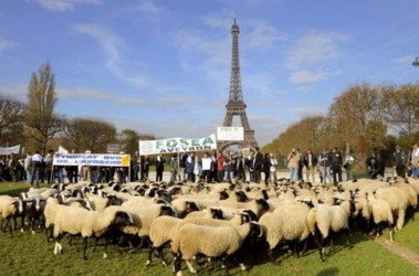 Овцы в центре Парижа