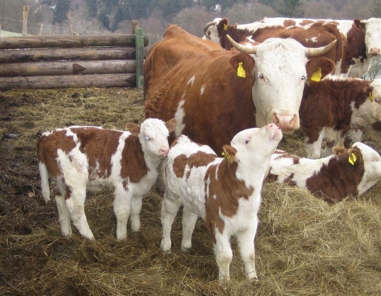 Возрастная динамика сопротивляемости у коров-матерей и их дочерей