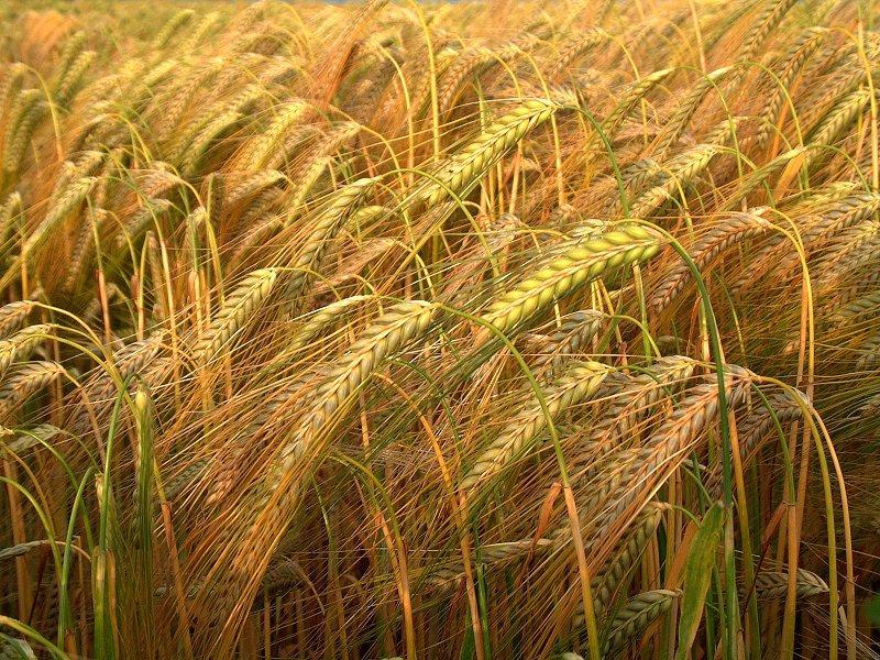 Кубань отдает 3 млн. тонн зерновых