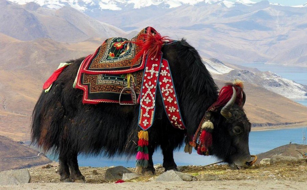 Киргизам нужен народный бренд