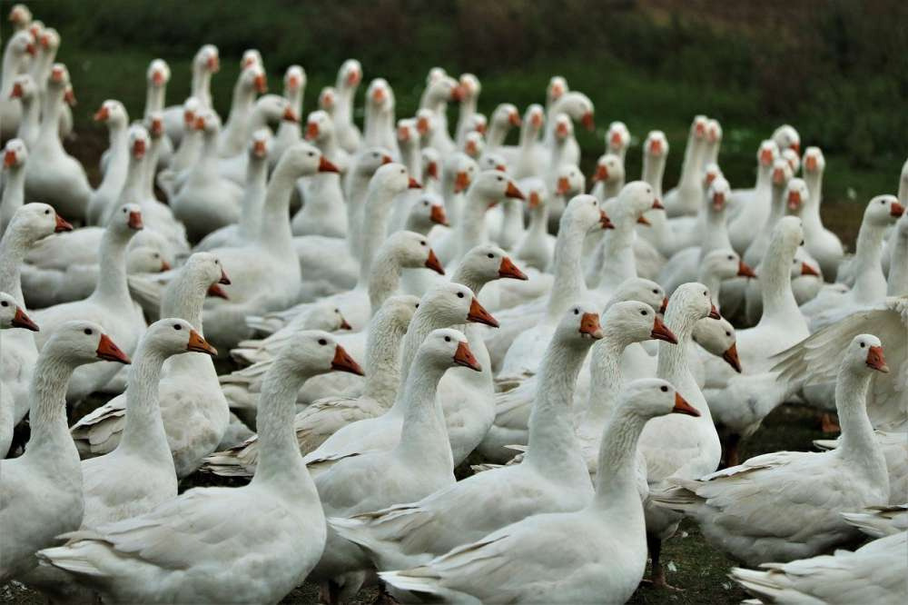 Птичий грипп продолжает оставаться проблемой для мирового птицеводства