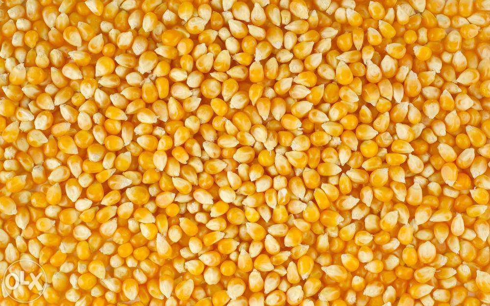 Индонезия импортирует кукурузу