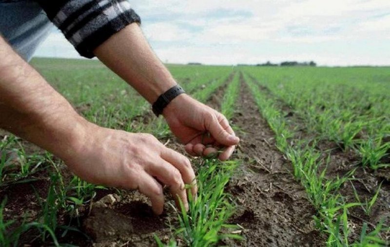 Опыты ЮФУ: Влияние минеральных удобрений на урожайность озимой пшеницы при no-till 
