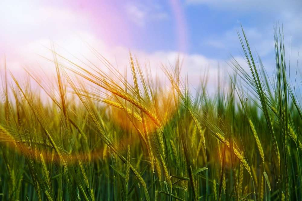 Ученые: мировое производство пшеницы можно удвоить