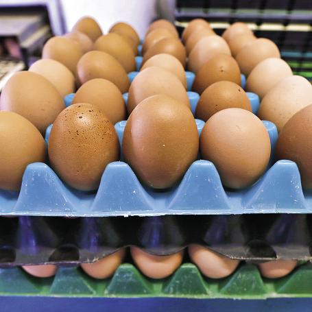 Эффективность инвестиций в производство инкубационных яиц