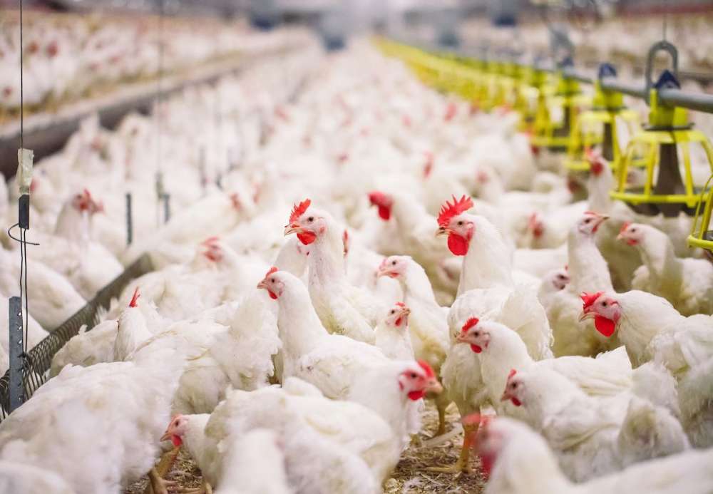 Тамбовская область активно наращивает производство мяса птицы