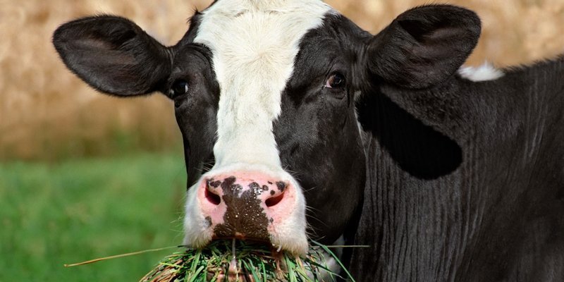 Кормление коров в сухостойный период: проблема тяжелых металлов