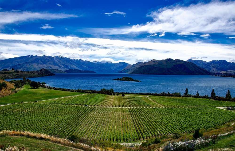 Экспорт вина из Новой Зеландии в Россию вырос почти в три раза