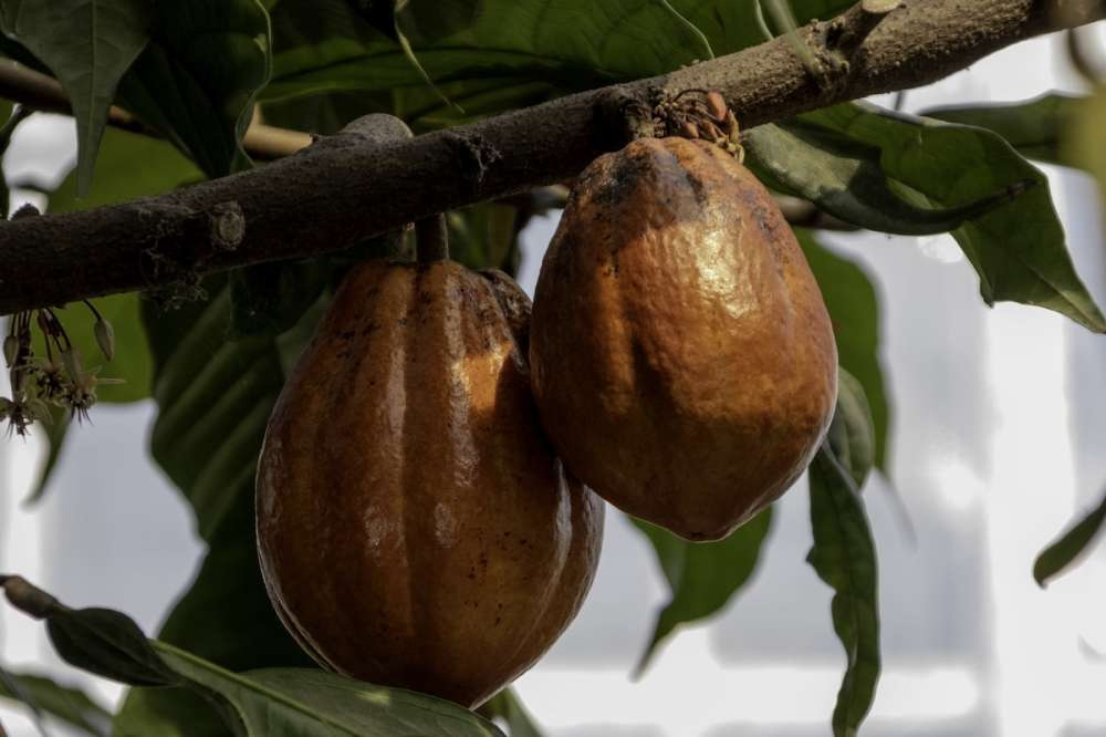 Cargill развивает выращивание какао в домашних вертикальных теплицах