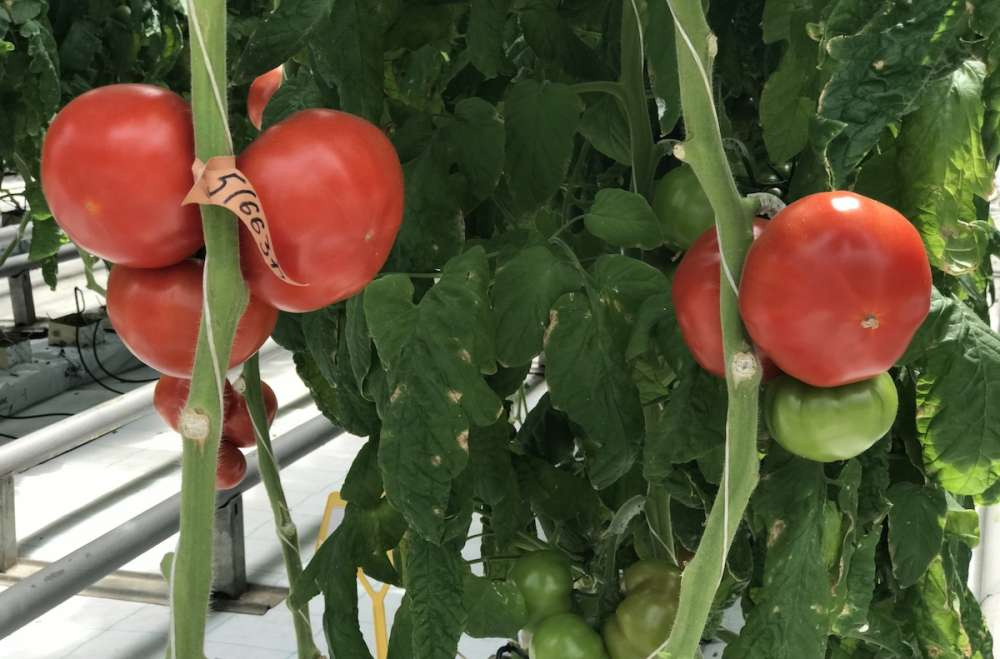 Турция ограничивает экспорт помидоров