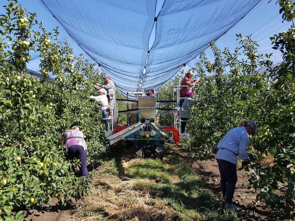 Как избежать потери урожая яблок и не быть зависимым от сезонных сборщиков в период пандемии