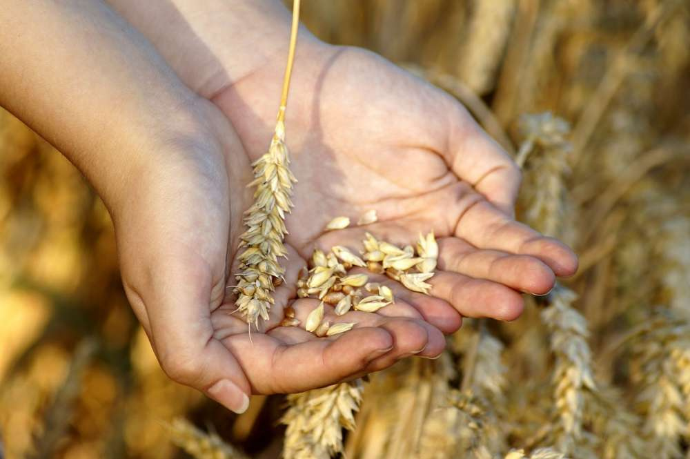 В Госдуме предложили отказаться от «зерновой сделки»