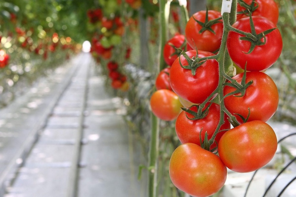 Болезни томатов: эффективность биологических фунгицидов