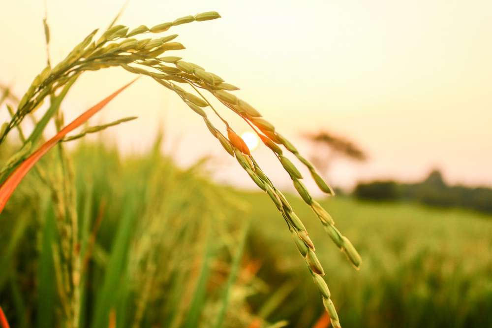 Устойчивая к болезням пшеница может модулировать восприимчивость к болезням у своих соседей