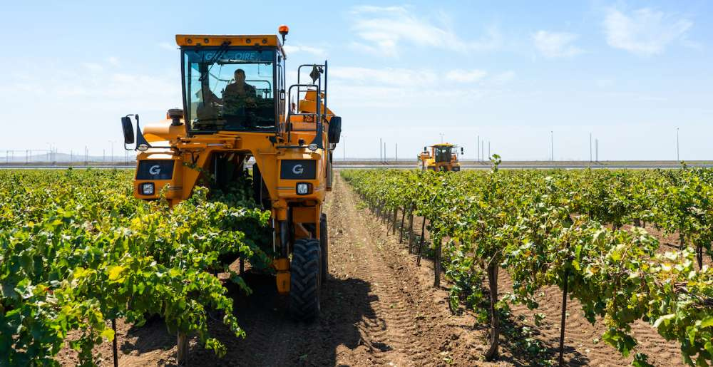 Агрофирма «Южная» в 2021 году увеличила урожай винограда более чем на 15 000 тонн