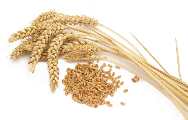 Стартует пилотный проект по страхованию урожая при возделывании твердых сортов пшеницы