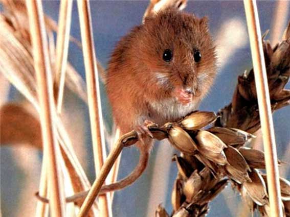 Как защитить урожай от мышей?