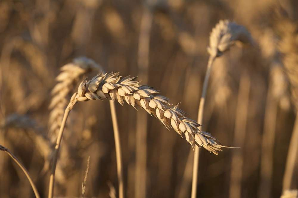 Производство зерна в Казахстане в сезоне 2022/23 восстановится