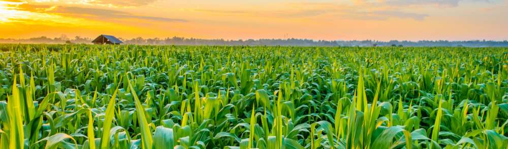 Оптимальная густота посевов кукурузы Dekalb