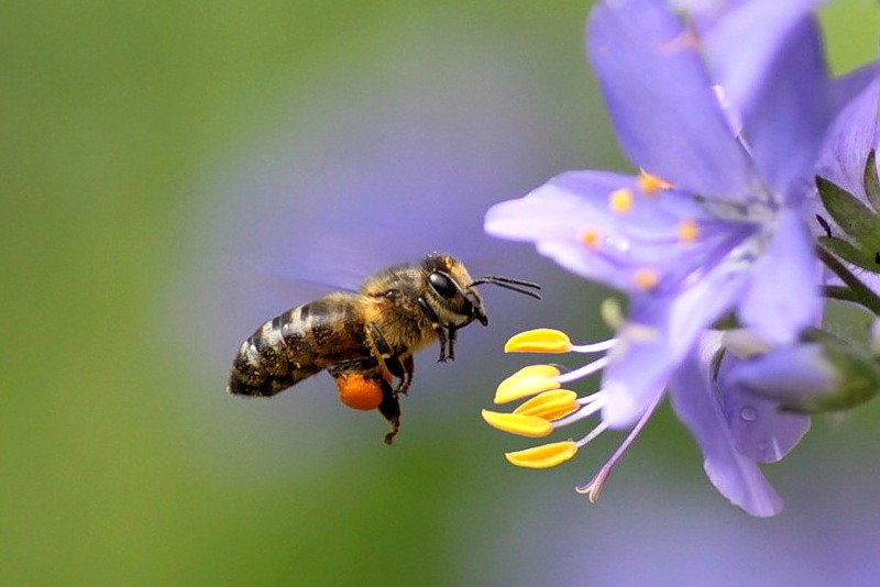 Госдума: пчелы под угрозой