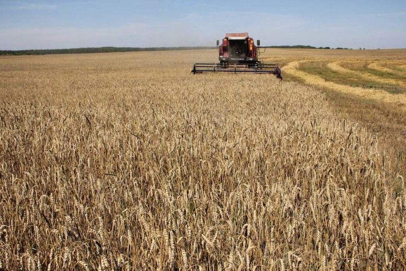 СПК «Колхоз им. Кирова» получил 25,8 млн рублей страхового возмещения за недобор урожая озимой пшеницы