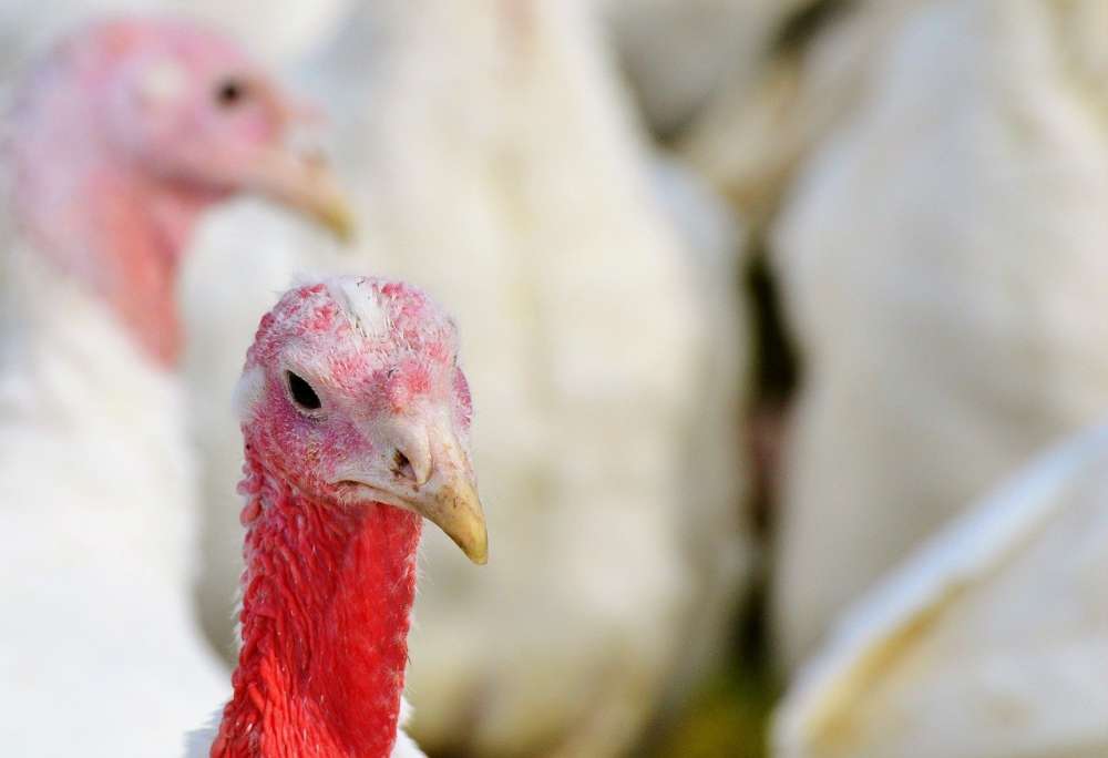 Восстановление выпуска мяса птиц и яиц в РФ к маю поможет стабилизации цен - Минсельхоз