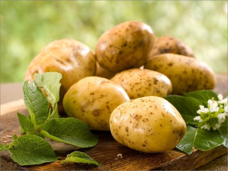 Опыты по биологизации картофеля