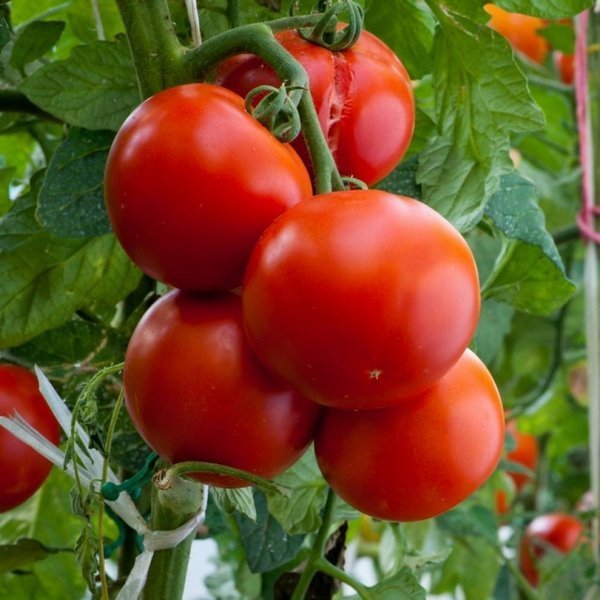 Выращивание тепличных томатов в переходном обороте