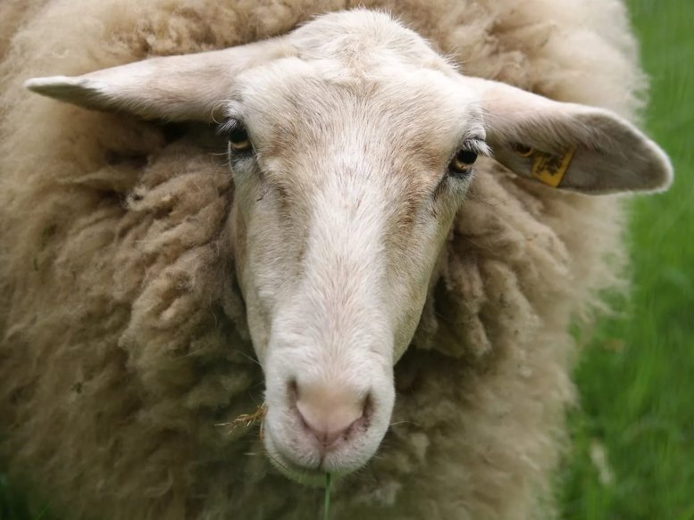 Борьба с мелофагозом овец: исследования специалистов Вятской ГСА