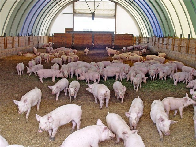 О перспективах свиноводства в Тульской области.