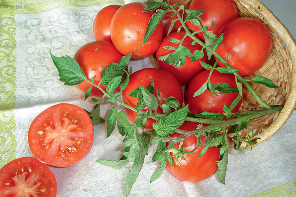 Селекция на скороспелость: некоторые аспекты возделывания томатов в открытом грунте 