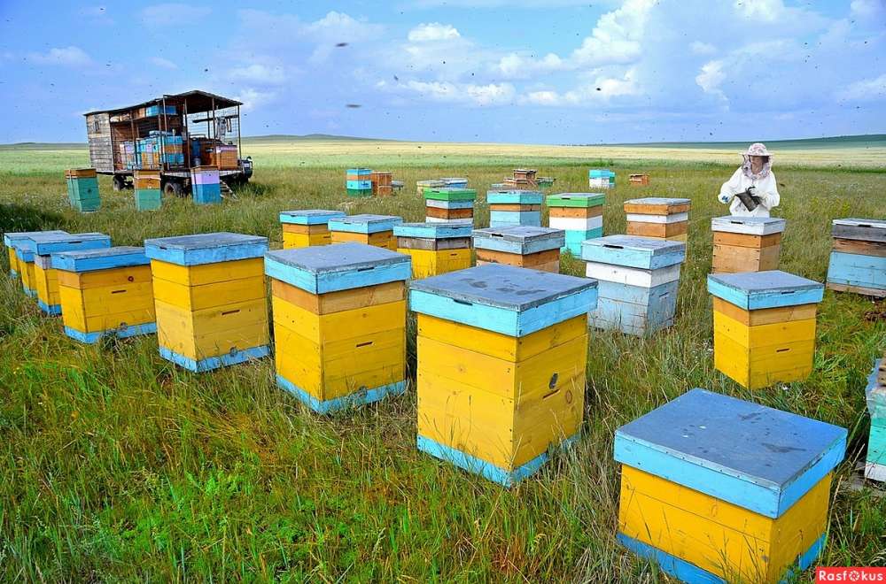 Минсельхоз России поддержал проект федерального закона о пчеловодстве