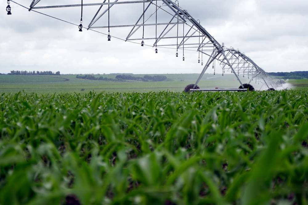 «АгроТерра» развивает в Курской области проект по производству семян гибридов кукурузы и подсолнечника