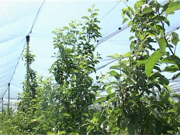 Кубанским садоводам рекомендуют использовать сетку для защиты от града 