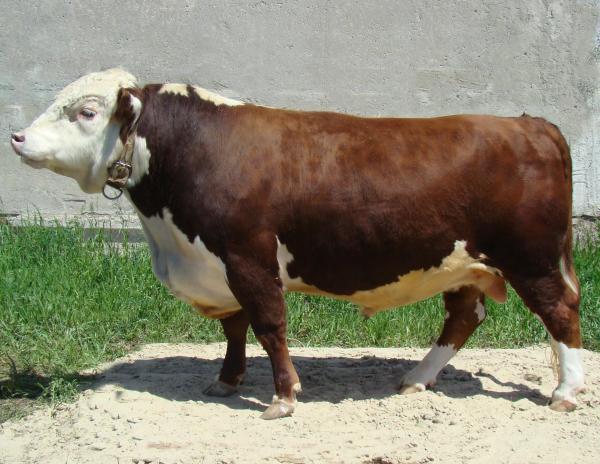 Перспективы мясного скотоводства: казахская белоголовая