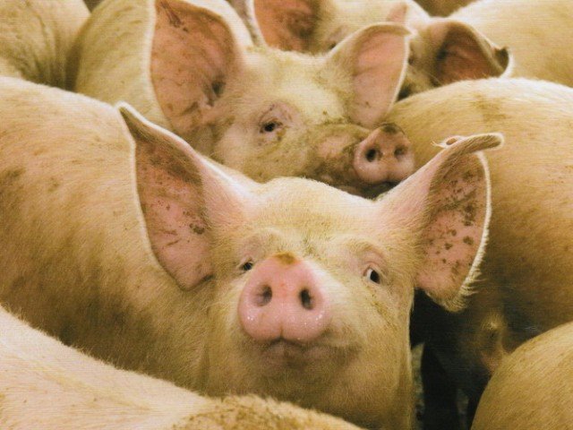 Импорт свинины в Россию вырос на 59 процентов в 1 квартале