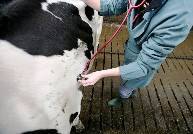 Создание благоприятного фона для вакцинации коров препаратами на основе янтарной кислоты