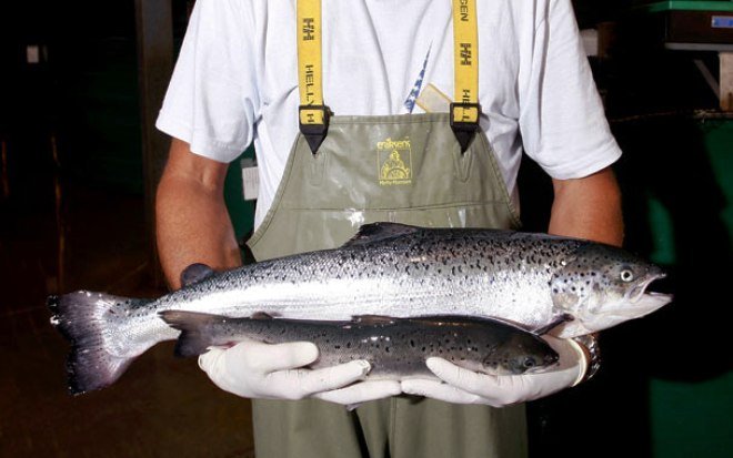 В США одобрили генномодифицированного лосося