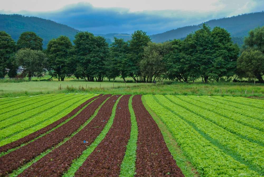 Эксперт: «Нужно, чтобы органическое сельское хозяйство стало приоритетом для государства»