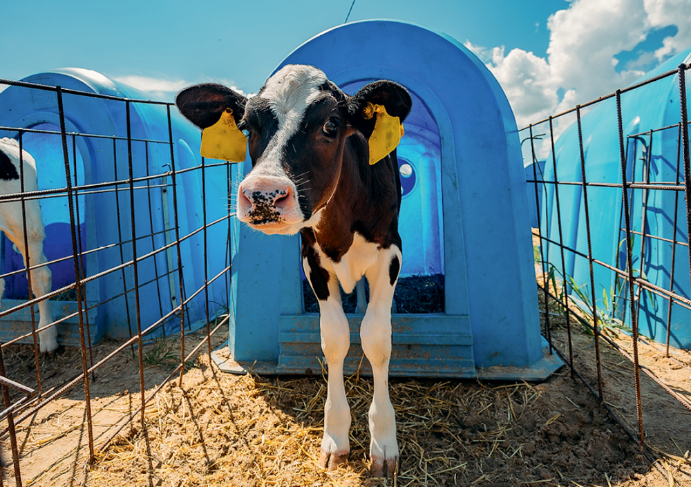 Синбиотическая кормовая добавка — опыты на «Тамбов-Молоко»