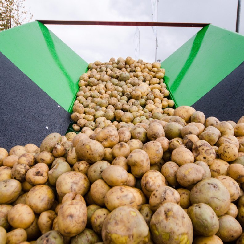 Над уровнем моря: особенности выращивания картофеля в высокогорной местности