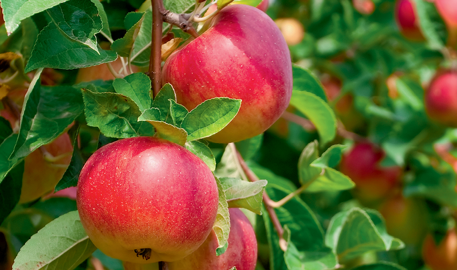 Биозащита яблоневого сада