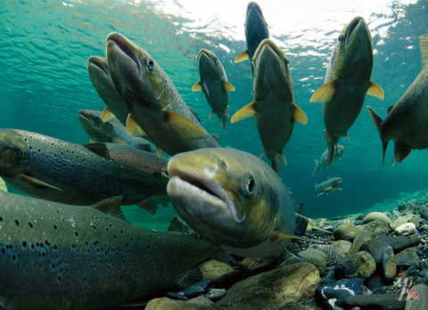  Санкции Запада отразились на разведении рыбы
