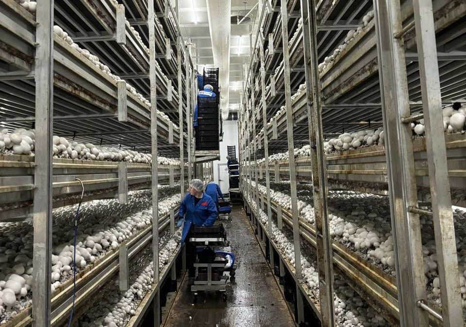IGS Agro (Татарстан) увеличивает производство шампиньонов