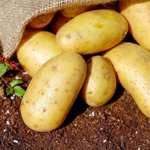 Биотехнологические методы ускоренной селекции картофеля