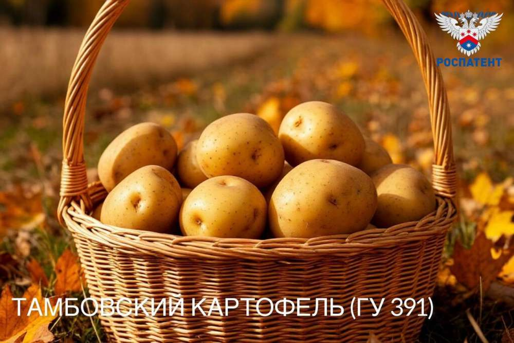 «Тамбовский картофель» — новый региональный бренд