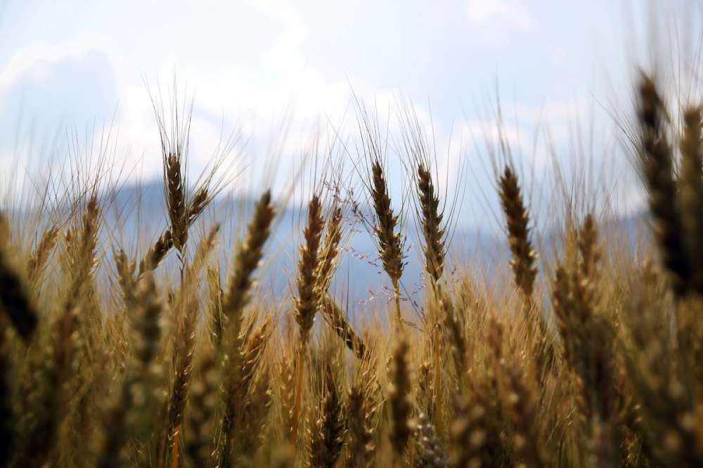 Производство пшеницы в Казахстане останется стабильным