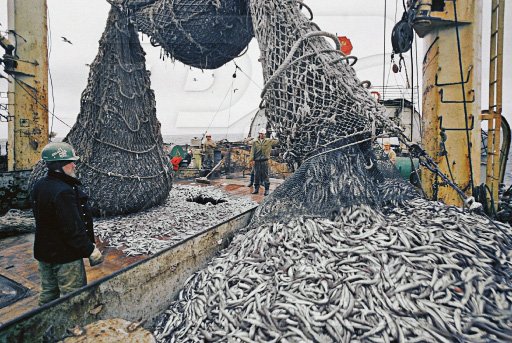 Перспективы рыбного производства