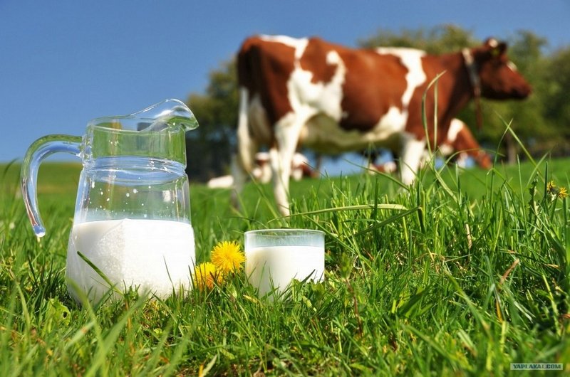 The New Zealand Herald: Мировой молочный рынок показывает признаки стабилизации